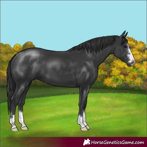 Horse Color:Black