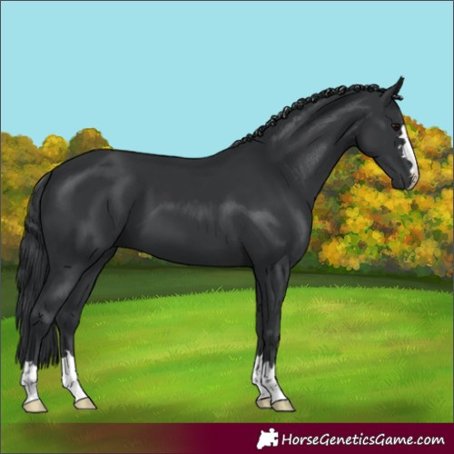Horse Color:Black 