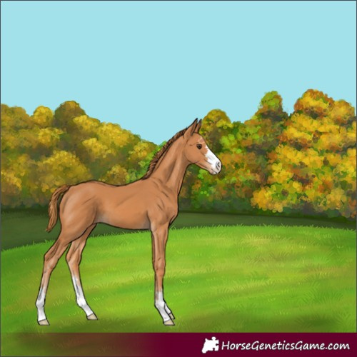 Horse Color:Chestnut 