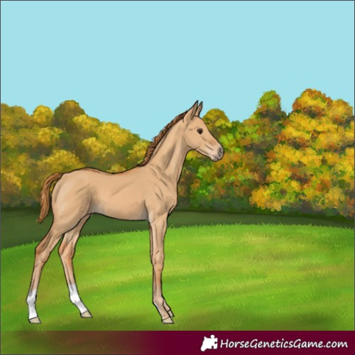 Horse Color:Red Dun