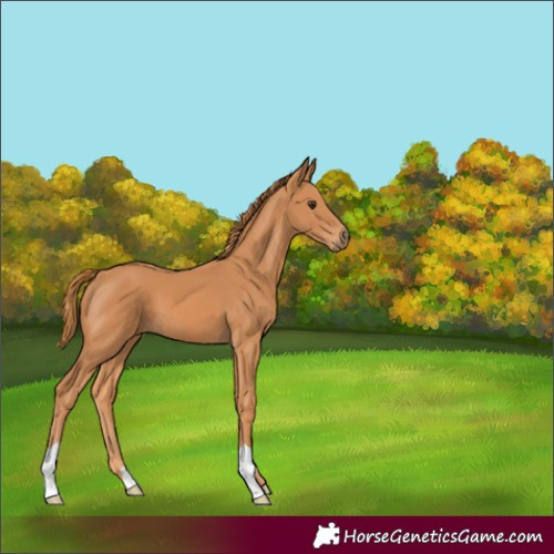 Horse Color:Chestnut 