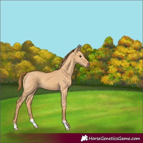 Horse Color:Red Dun