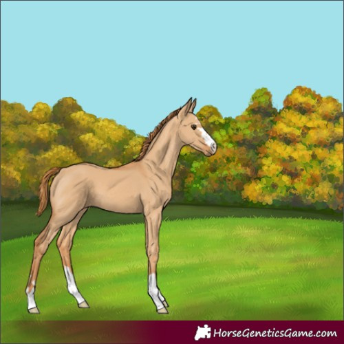 Horse Color:Red Dun