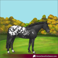 Horse Color:Black Blanket 