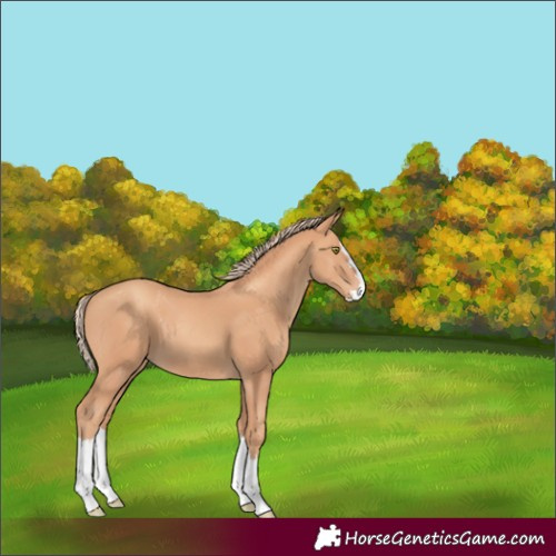 Horse Color:Gold Champagne Splash 