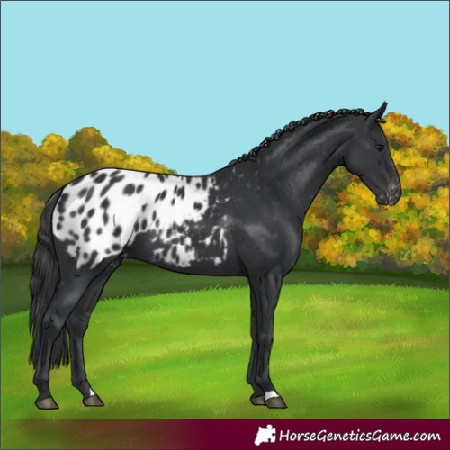 Horse Color:Black Appaloosa