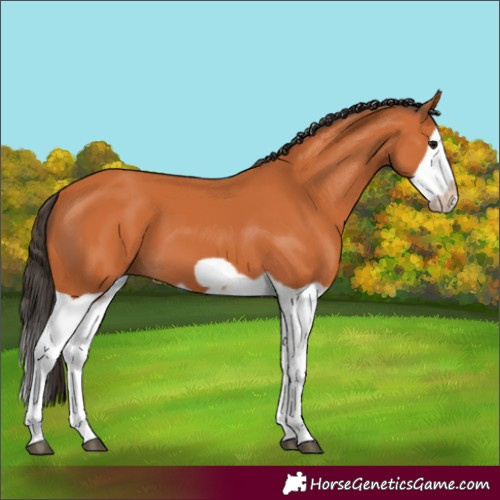Horse Color:Bay Splash Frame