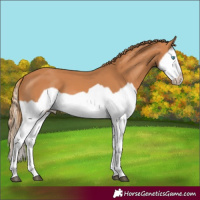 Horse Color:Chestnut Splash Frame