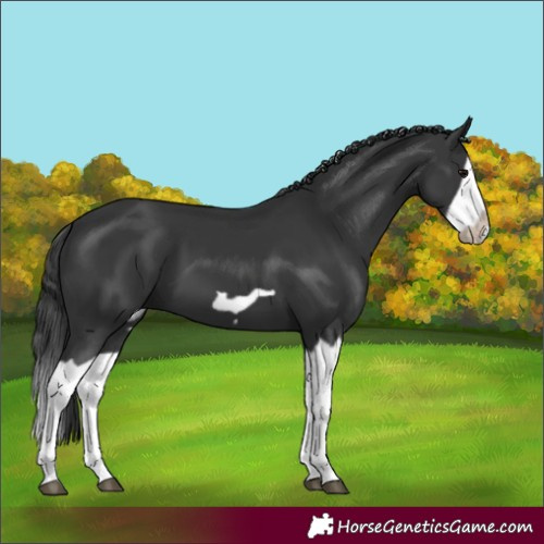 Horse Color:Black Splash Frame