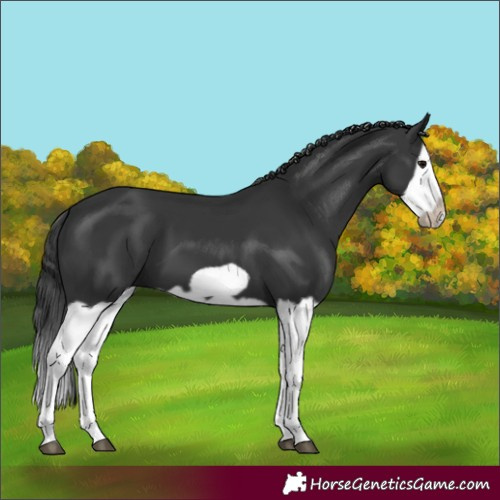 Horse Color:Black Splash Frame 