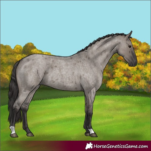 Horse Color:Smoky Grullo Roan