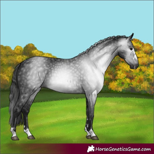 Horse Color:Gray Black Varnish