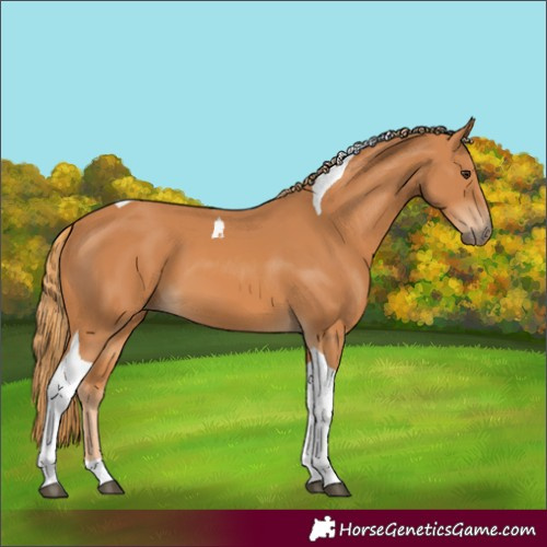 Horse Color:Chestnut Tobiano 