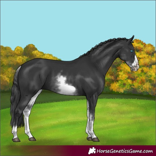 Horse Color:White Spotted Black Frame