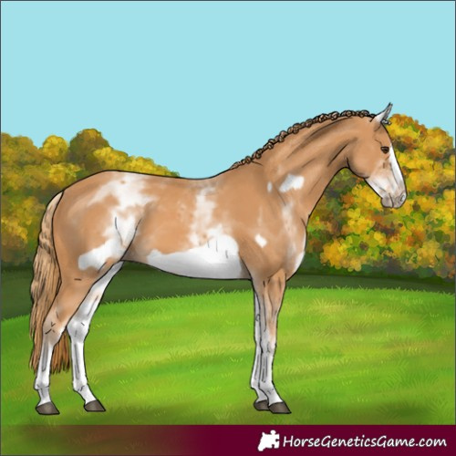 Horse Color:White Spotted Chestnut Frame