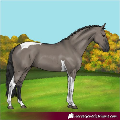 Horse Color:Grullo Tobiano