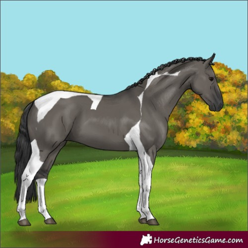 Horse Color:Grullo Tobiano 