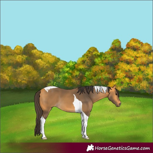 Horse Color:Buckskin Tobiano