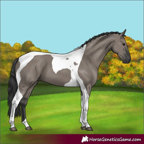Horse Color:Grullo Tobiano