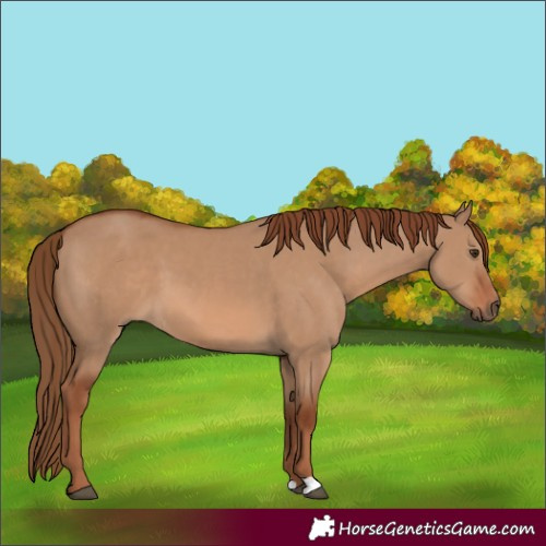 Horse Color:Red Dun 