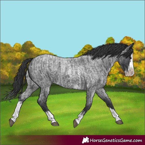 Horse Color:Blue Roan Sabino Splash  and Blue Roan Sabino Splash 