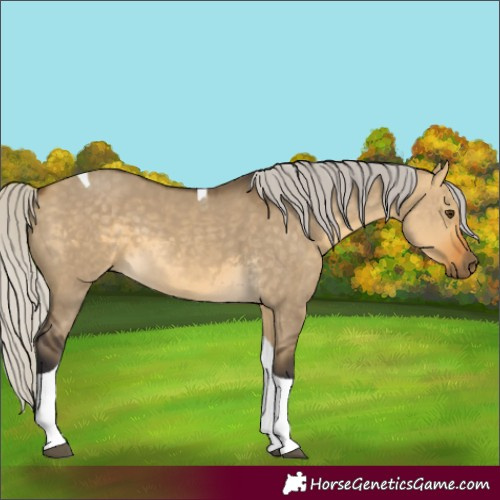 Horse Color:Silver Buckskin Dun Tobiano