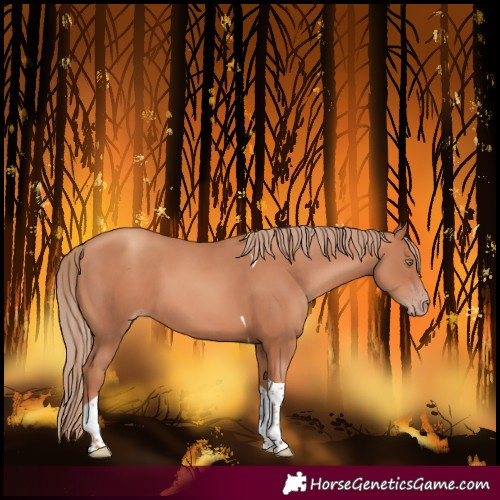 Horse Color:Gold Champagne Tobiano 