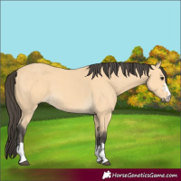 Horse Color:Buckskin 