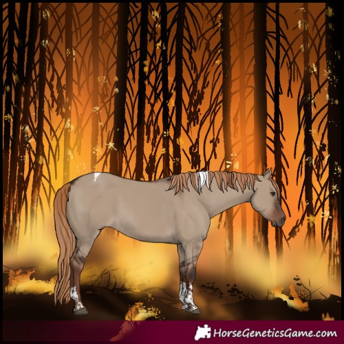 Horse Color:Liver Red Dun Tobiano 