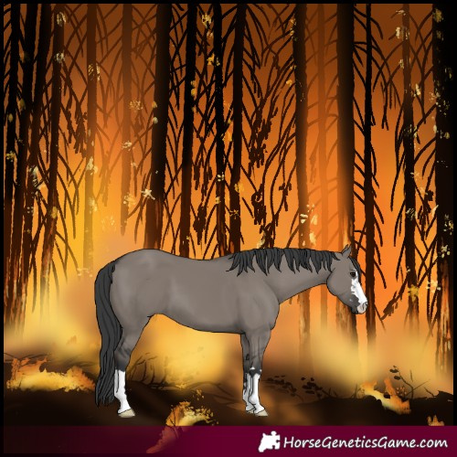 Horse Color:Grullo 