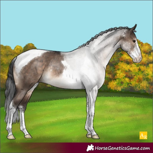 Horse Color:Brown Dun Sabino Tobiano Rabicano Brindle 