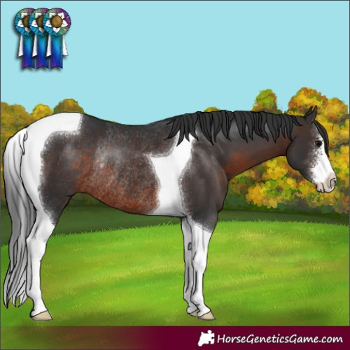 Horse Color:Brown Sabino Tobiano Rabicano
