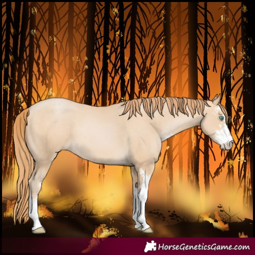 Horse Color:Buckskin Pearl Sabino