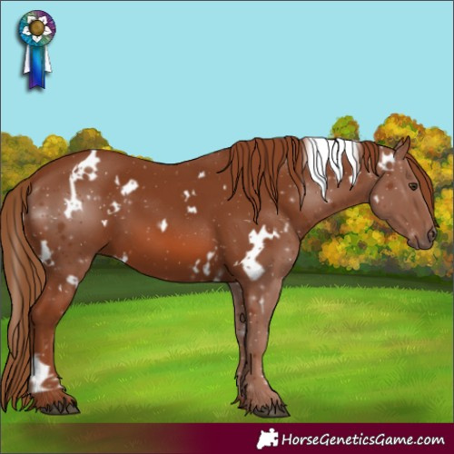 Horse Color:White Spotted Chestnut 