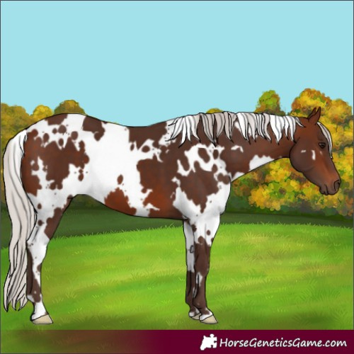 Horse Color:White Spotted Silver Brown