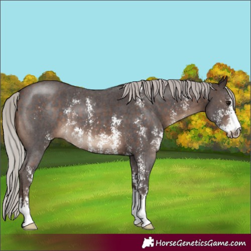 Horse Color:Silver Brown Sabino 