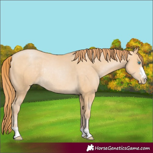 Horse Color:Buckskin Pearl Rabicano 