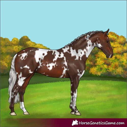 Horse Color:White Spotted Silver Bay 