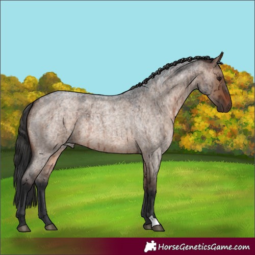 Horse Color:Brown Roan Dun Brindle