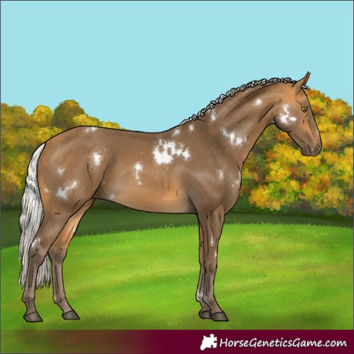 Horse Color:White Spotted Silver Buckskin