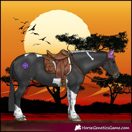 Horse Color:Black Tobiano Varnish