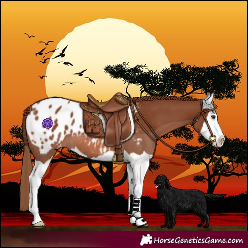 Horse Color:Chestnut Splash Blanket Rabicano 