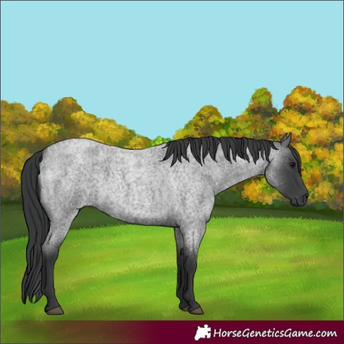 Horse Color:Blue Roan