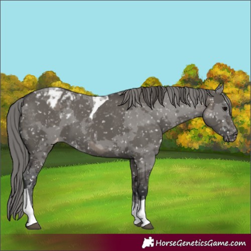 Horse Color:Grullo Merle Tobiano Snowflake Varnish Rabicano
