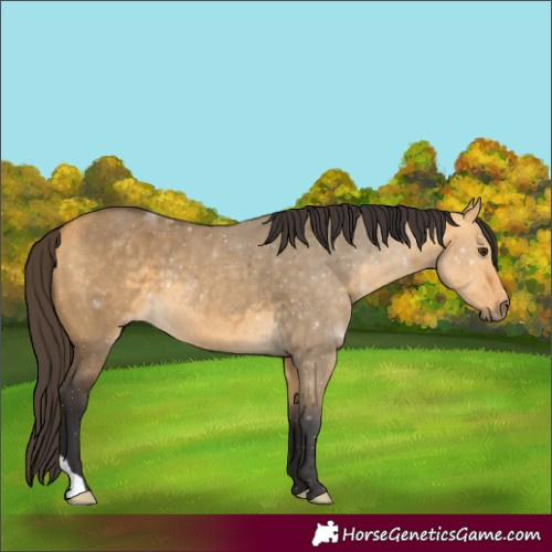 Horse Color:Buckskin Dun 