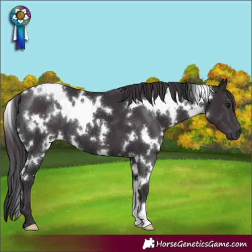 Horse Color:White Spotted Smoky Black 