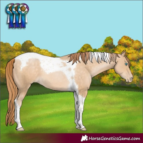 Horse Color:Buckskin Pearl Tobiano