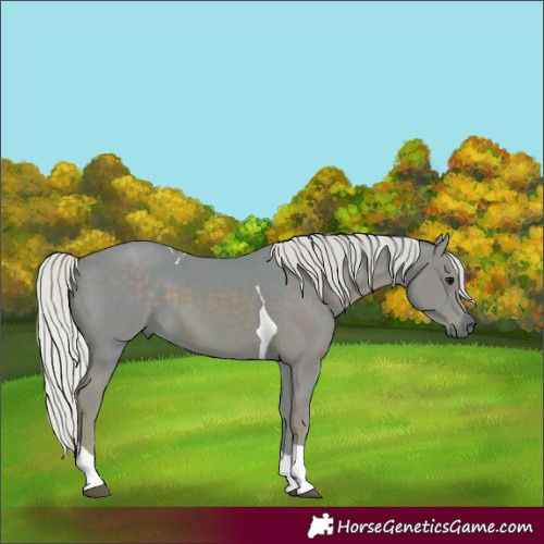 Horse Color:Watercolor Silver Black Tobiano 
