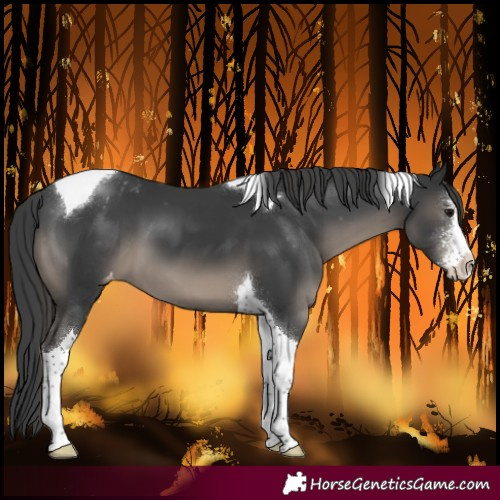 Horse Color:Black Sabino Tobiano Varnish