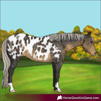 Horse Color:Silver Smoky Black Blanket 